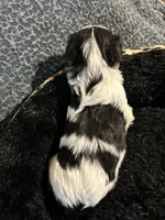 Skittles, a female Shih Tzu for sale in Warren, MI – Photo 2 of 4