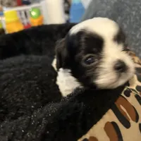Skittles, a female Shih Tzu for sale in Warren, MI – 1 of 4