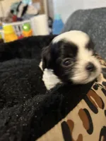 Skittles, a female Shih Tzu for sale in Warren, MI – Photo 1 of 4