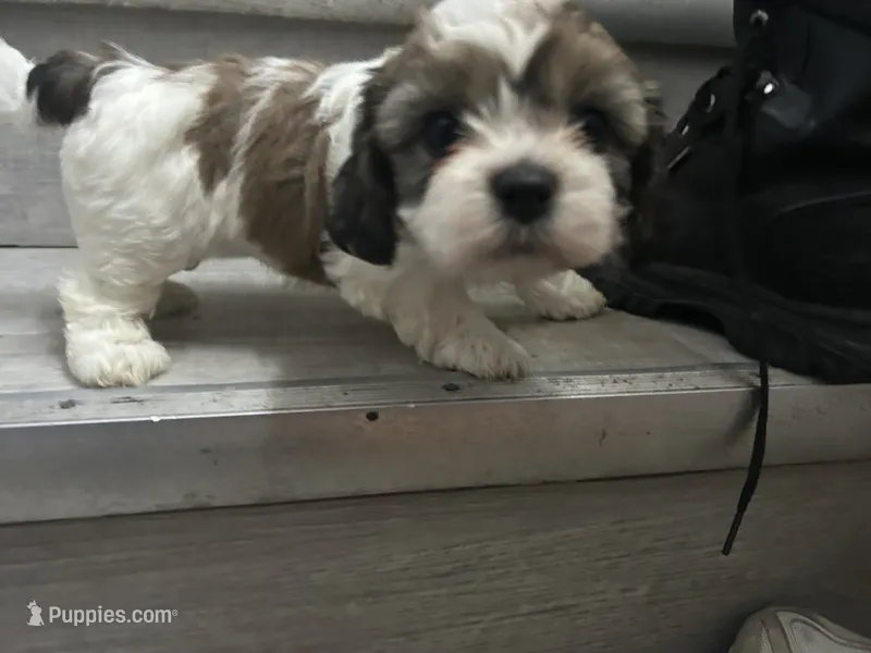 Mahogany  – Shih Tzu puppy for sale in Warren, MI