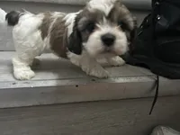 Mahogany , a female Shih Tzu for sale in Warren, MI – 1 of 9