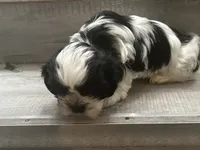 Bee, a female Shih Tzu for sale in Warren, MI – 2 of 4