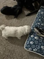 Bunny , a female Shih Tzu for sale in Warren, MI – 3 of 3
