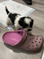 Star, a female Shih Tzu for sale in Warren, MI – 4 of 4