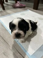 Star, a female Shih Tzu for sale in Warren, MI – 2 of 4