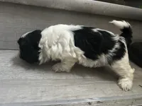 Star, a female Shih Tzu for sale in Warren, MI – 3 of 6
