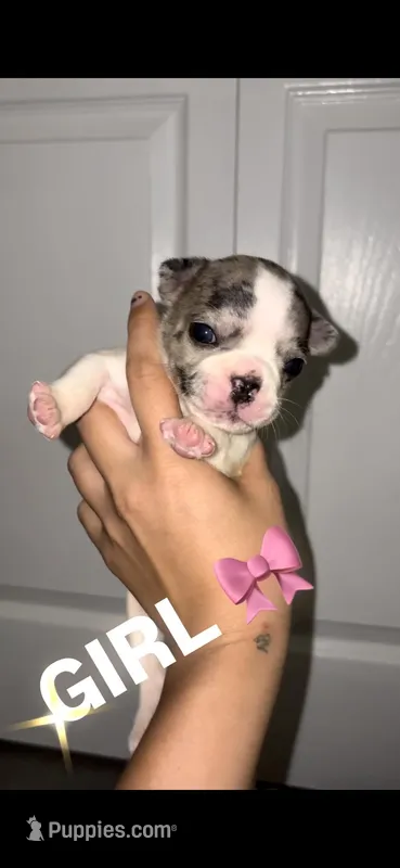 Tiffany – French Bulldog puppy for sale in Port Saint Lucie, FL