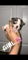 Tiffany, a  French Bulldog for sale in Port Saint Lucie, FL – 1 of 3