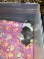 Tiffany, a  French Bulldog for sale in Port Saint Lucie, FL – 2 of 3