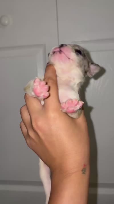 Tiffany, a  French Bulldog for sale in Port Saint Lucie, FL – 3 of 3