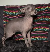 Purebred Francis Standard Xolo, a male Xoloitzcuintli for sale in Mesa, AZ – 7 of 7