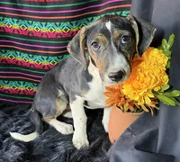 Sadie, a female Xoloitzcuintli for sale in Mesa, AZ – Photo 3 of 8