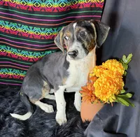 Sadie, a female Xoloitzcuintli for sale in Mesa, AZ – Photo 5 of 8