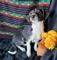Sadie, a female Xoloitzcuintli for sale in Mesa, AZ – Photo 7 of 8