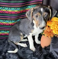 Sadie, a female Xoloitzcuintli for sale in Mesa, AZ – Photo 2 of 8