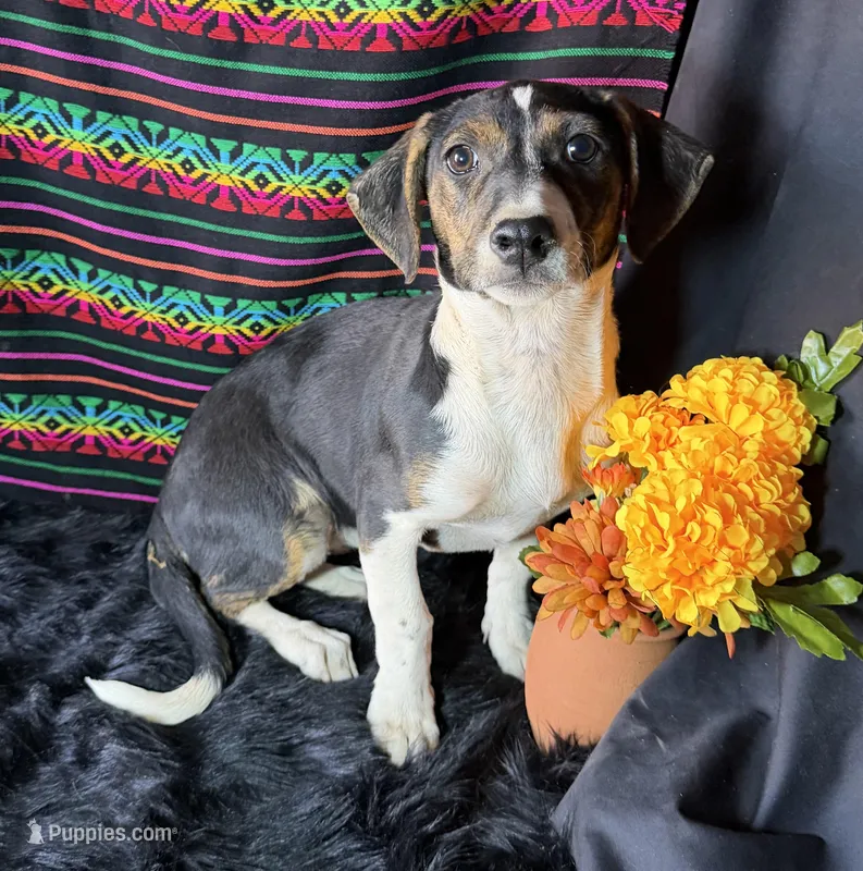 Sadie – Xoloitzcuintli puppy for sale in Mesa, AZ