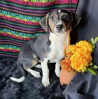Sadie, a female Xoloitzcuintli for sale in Mesa, AZ – Photo 1 of 8