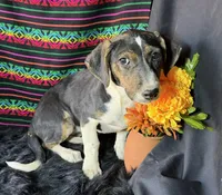 Sadie, a female Xoloitzcuintli for sale in Mesa, AZ – Photo 6 of 8