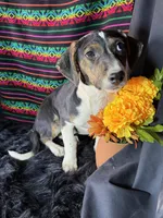 Sadie, a female Xoloitzcuintli for sale in Mesa, AZ – Photo 8 of 8