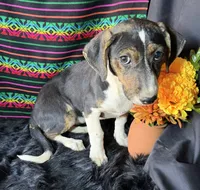 Sadie, a female Xoloitzcuintli for sale in Mesa, AZ – Photo 4 of 8