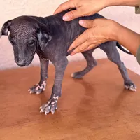 Blossom Standard Size, a female Xoloitzcuintli for sale in Mesa, AZ – Photo 5 of 8