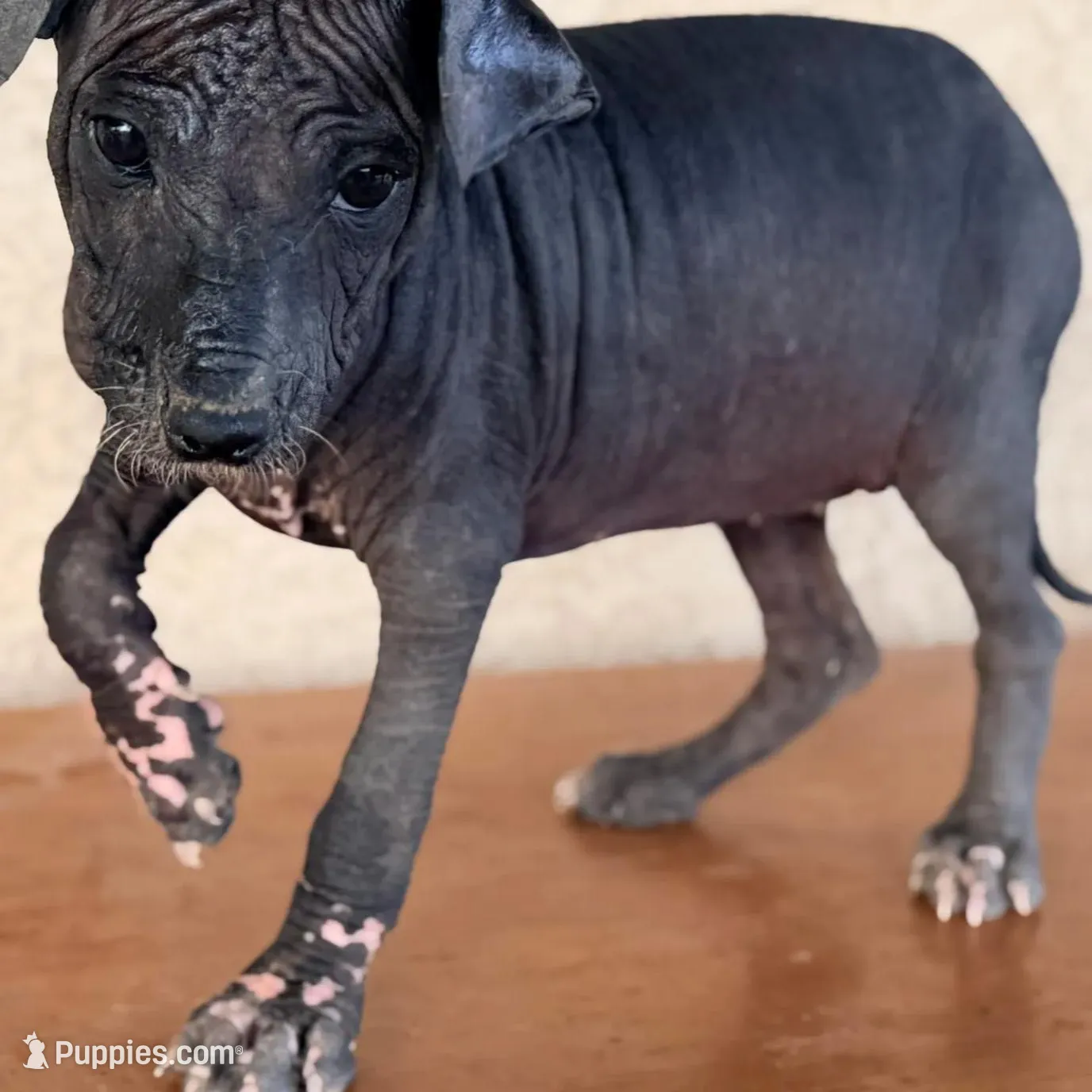Blossom Standard Size, a female Xoloitzcuintli for sale in Maricopa, AZ – Photo 3 of 8