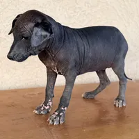 Blossom Standard Size, a female Xoloitzcuintli for sale in Mesa, AZ – Photo 6 of 8