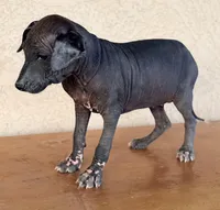 Blossom Standard Size, a female Xoloitzcuintli for sale in Maricopa, AZ – Photo 6 of 8