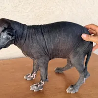 Blossom Standard Size, a female Xoloitzcuintli for sale in Mesa, AZ – Photo 8 of 8