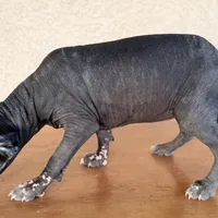 Blossom Standard Size, a female Xoloitzcuintli for sale in Mesa, AZ – Photo 7 of 8