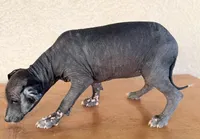 Blossom Standard Size, a female Xoloitzcuintli for sale in Maricopa, AZ – Photo 7 of 8