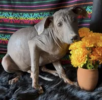 Blossom Standard Size, a female Xoloitzcuintli for sale in Mesa, AZ – 8 of 10