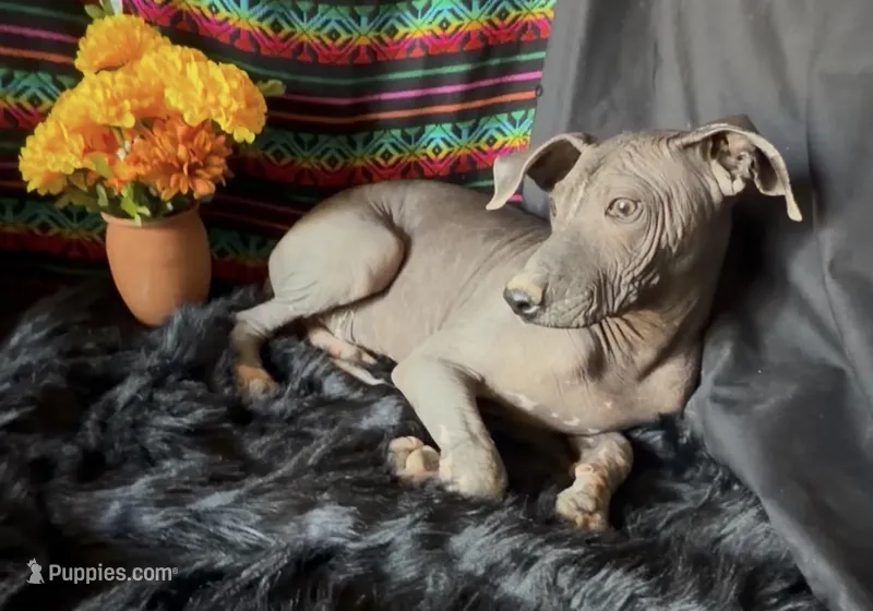 Blossom Standard Size – Xoloitzcuintli puppy for sale in Mesa, AZ