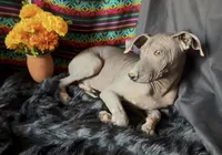 Blossom Standard Size, a female Xoloitzcuintli for sale in Mesa, AZ – 1 of 10