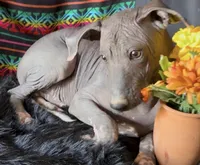 Blossom Standard Size, a female Xoloitzcuintli for sale in Mesa, AZ – 6 of 10