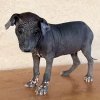 Blossom Standard Size, a female Xoloitzcuintli for sale in Mesa, AZ – Photo 2 of 8