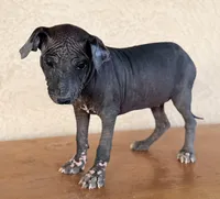 Blossom Standard Size, a female Xoloitzcuintli for sale in Maricopa, AZ – Photo 2 of 8