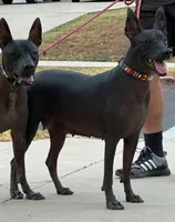 Blossom Standard Size, a female Xoloitzcuintli for sale in Mesa, AZ – 10 of 10