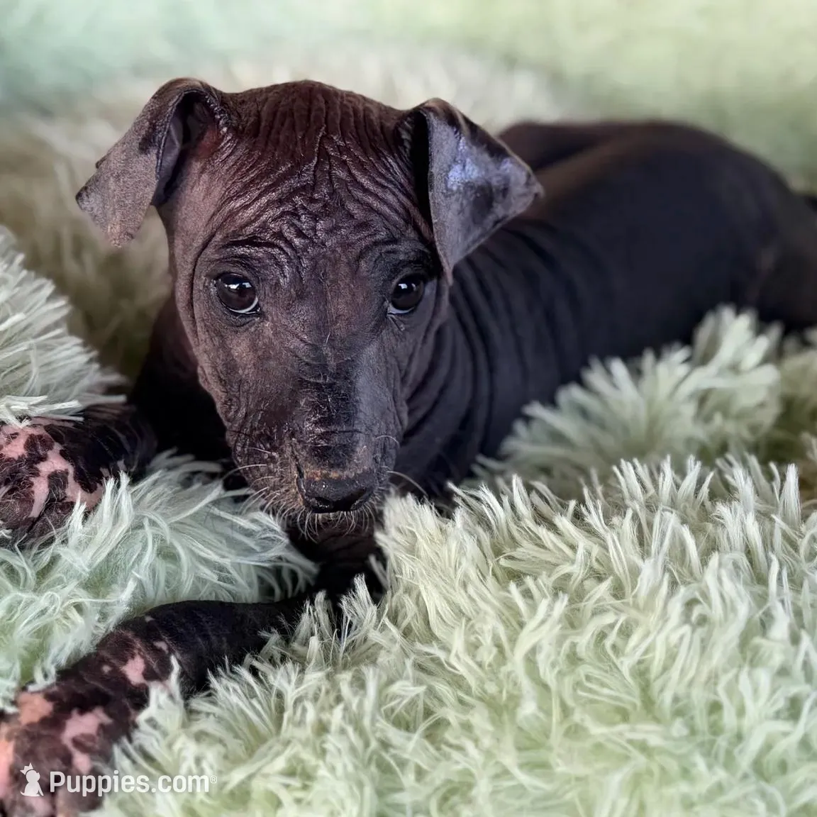 Blossom Standard Size