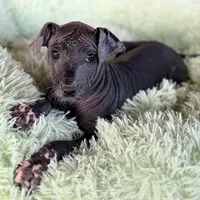 Blossom Standard Size, a female Xoloitzcuintli for sale in Mesa, AZ – Photo 4 of 8