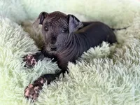 Blossom Standard Size, a female Xoloitzcuintli for sale in Maricopa, AZ – Photo 4 of 8