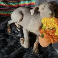 Blossom Standard Size, a female Xoloitzcuintli for sale in Mesa, AZ – 7 of 10