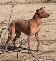 Blossom Standard Size, a female Xoloitzcuintli for sale in Mesa, AZ – 9 of 10