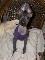 Purebred Francis Standard Xolo, a male Xoloitzcuintli for sale in Mesa, AZ – 3 of 7