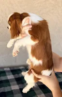 Tessa AKC, a female Cavalier King Charles Spaniel for sale in Maricopa, AZ – Photo 3 of 3