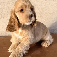 Niko AKC, a male Cocker Spaniel for sale in Mesa, AZ – 3 of 10