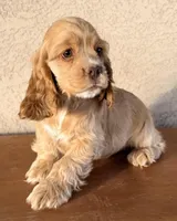 Niko AKC, a male Cocker Spaniel for sale in Maricopa, AZ – Photo 3 of 10