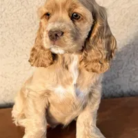 Niko AKC, a male Cocker Spaniel for sale in Mesa, AZ – 5 of 10