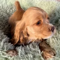 Niko AKC, a male Cocker Spaniel for sale in Mesa, AZ – 7 of 10