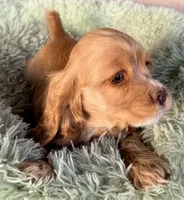 Niko AKC, a male Cocker Spaniel for sale in Maricopa, AZ – Photo 7 of 10